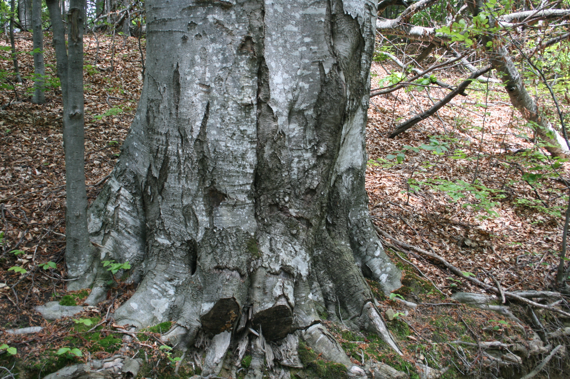 Fagus sylvatica