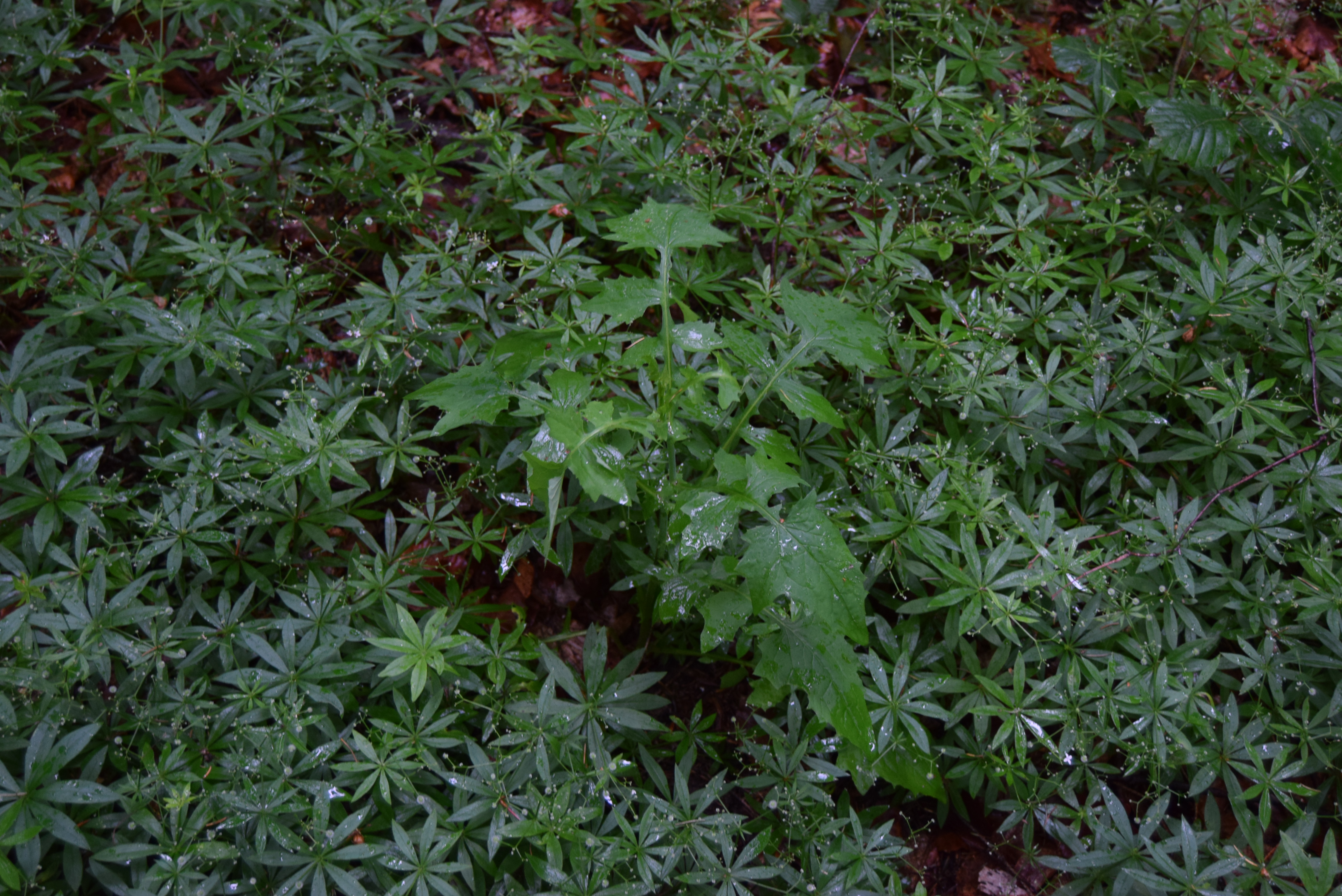 Galium odoratum
